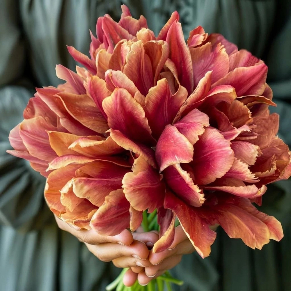 Thompson and Morgan Tulip Callahan Amber and Apricot Planting Bulb 8 Pack Image 2