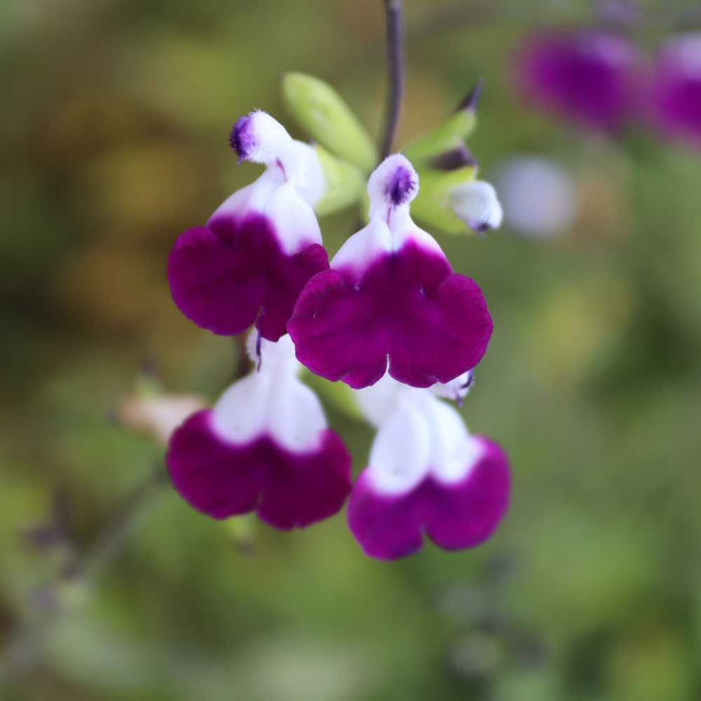 Thompson and Morgan Salvia Microphylla Amethyst Lips Postiplugs 3 Pack Image 2