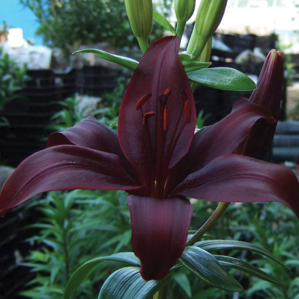 Thompson & Morgan Lily Black Jewel Planting Bulb 10 Pack Image 1