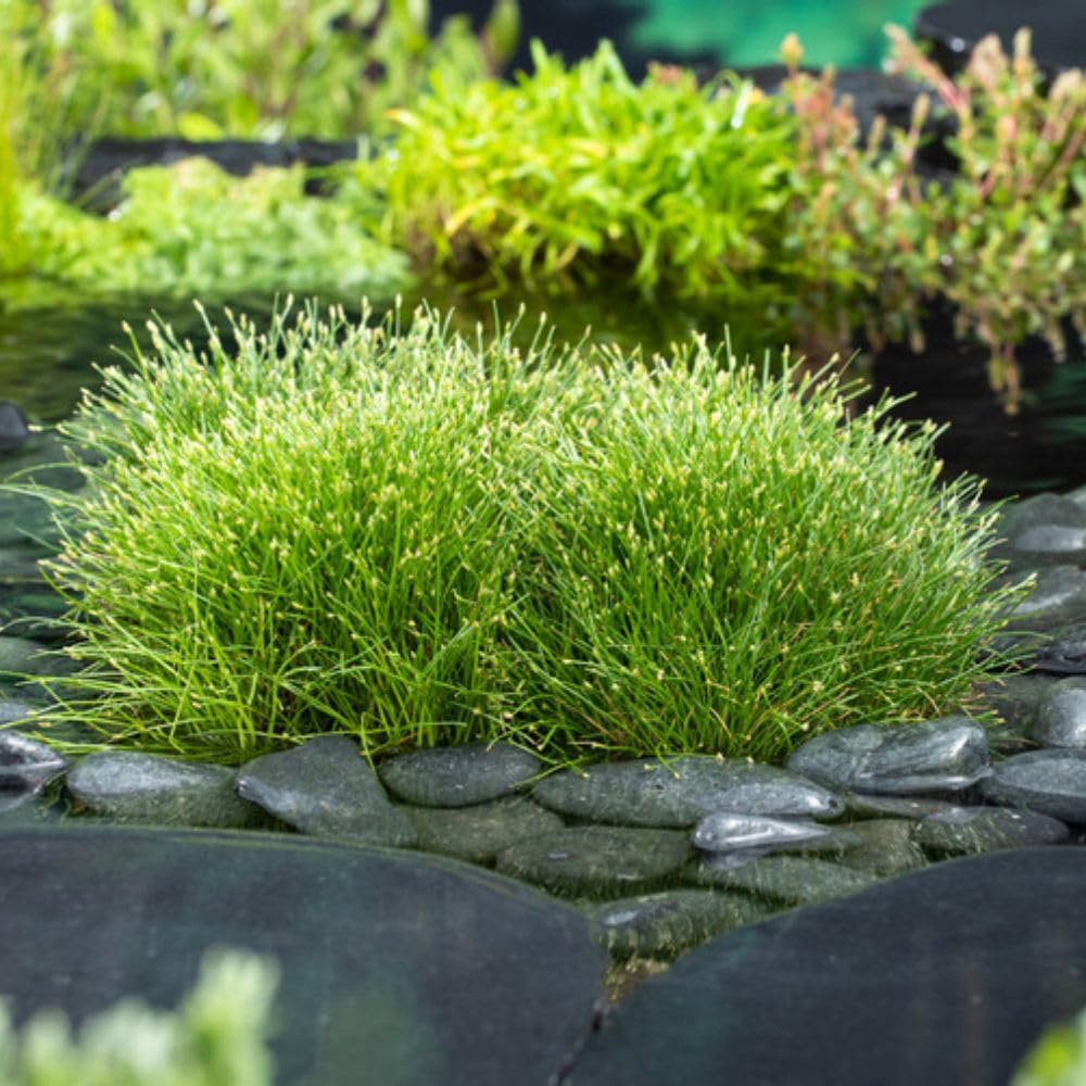 Thompson and Morgan Scirpus Isolepsis Plant Basket 11cm 2 Pack Image 3