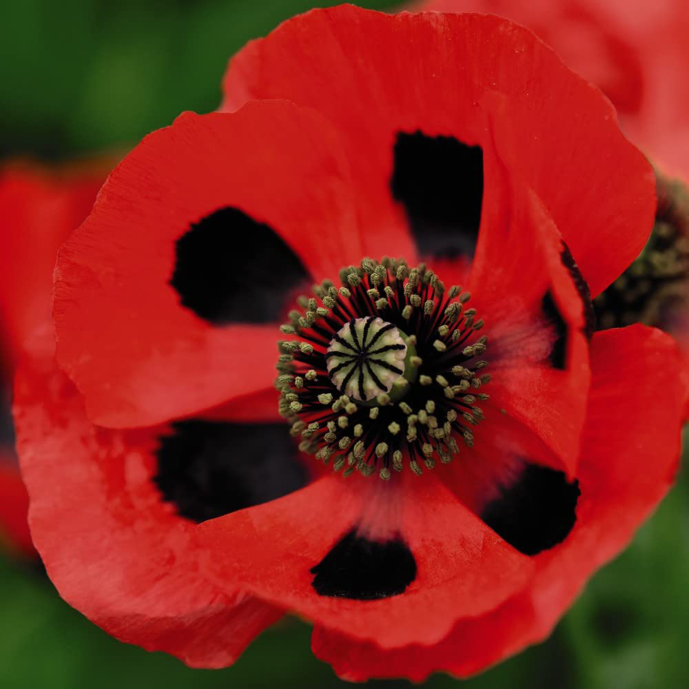 Thompson & Morgan Poppy Ladybird Kids Seeds Image 2
