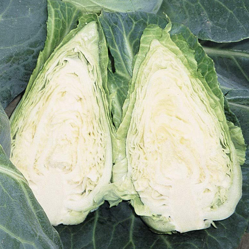 Thompson and Morgan Cabbage Caramba F1 Hybrid Seeds Image 1