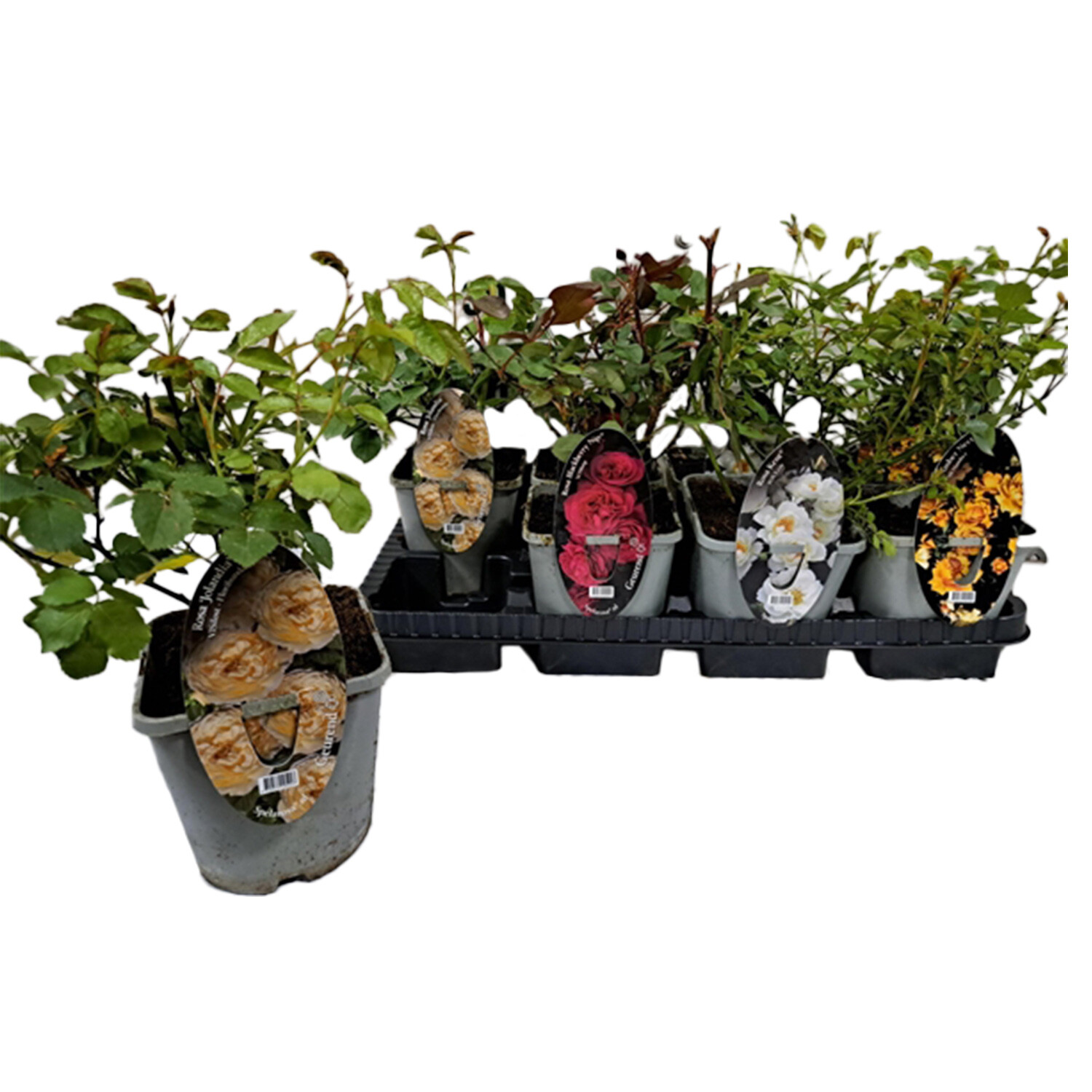 Roses Polyantha Wedding Rose - Multicolour Image