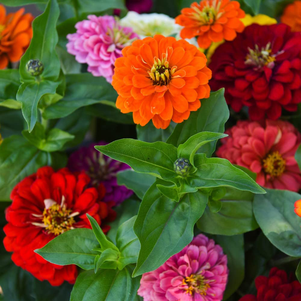 Thompson and Morgan Zinnia Zesty Garden Ready Plant 30 Pack Image 2