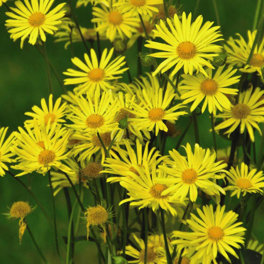 Thompson and Morgan Doronicum Little Leo Plant Plug 48 Pack Image 2