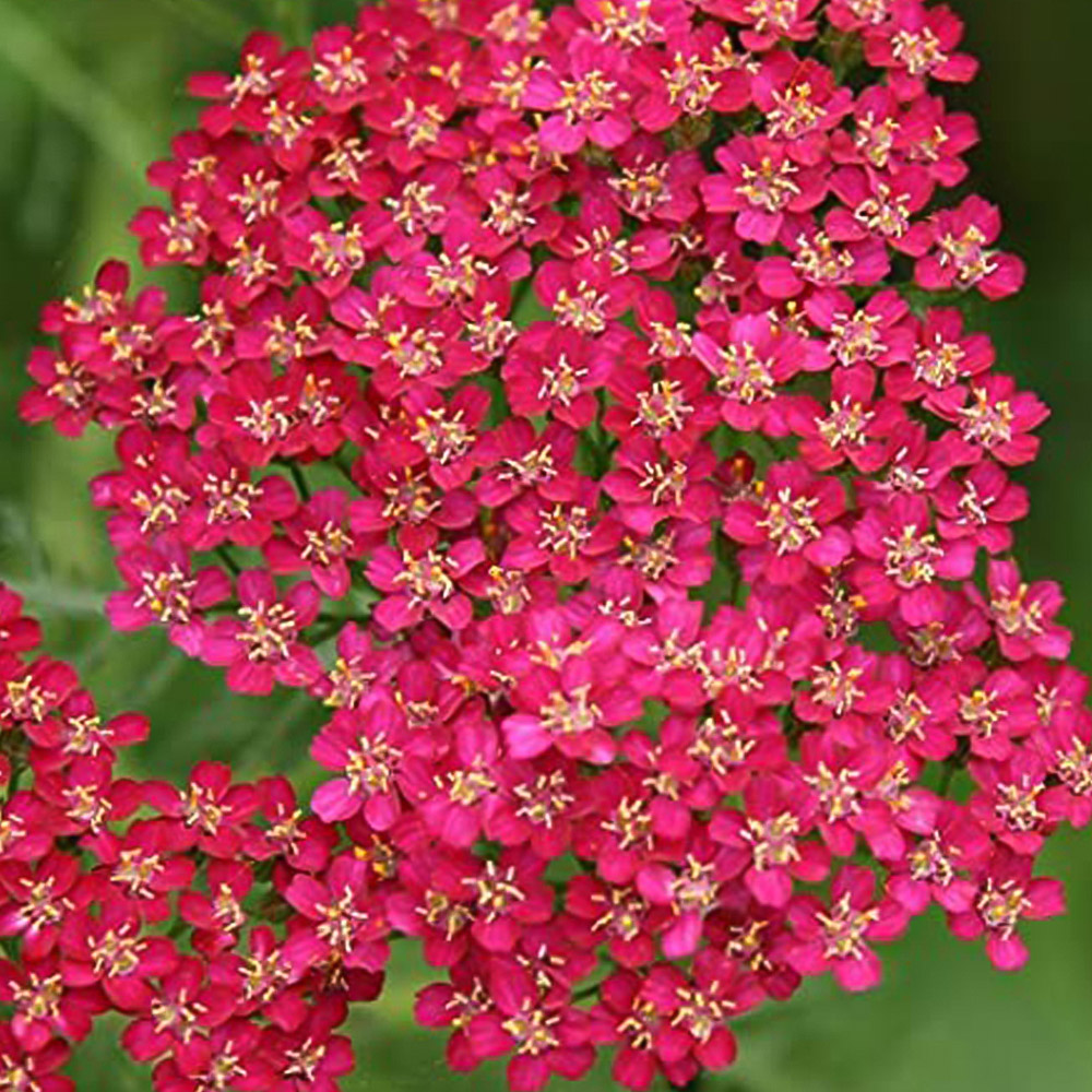 Thompson and Morgan Achillea Cerise Queen Plug Plant 24 Pack Image 6