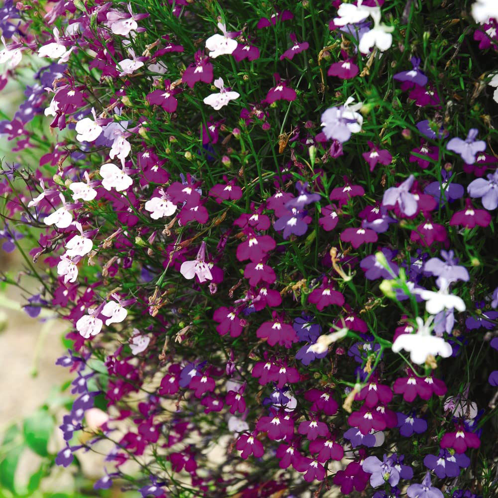 Thompson and Morgan Garden Ready Basket Collection Garden Ready Plant 60 Pack Image 4