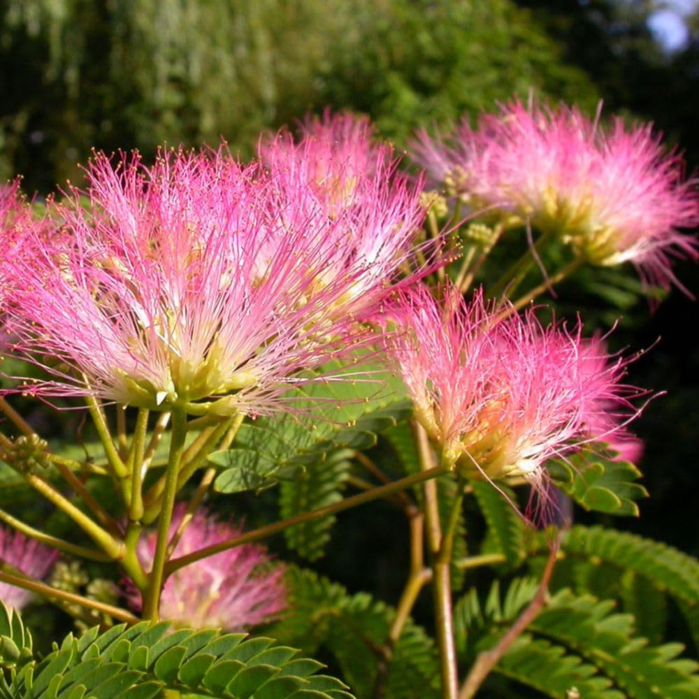 Thompson and Morgan Albizia Julibrissin Tropical Dream Plant Pot 3L Image 1