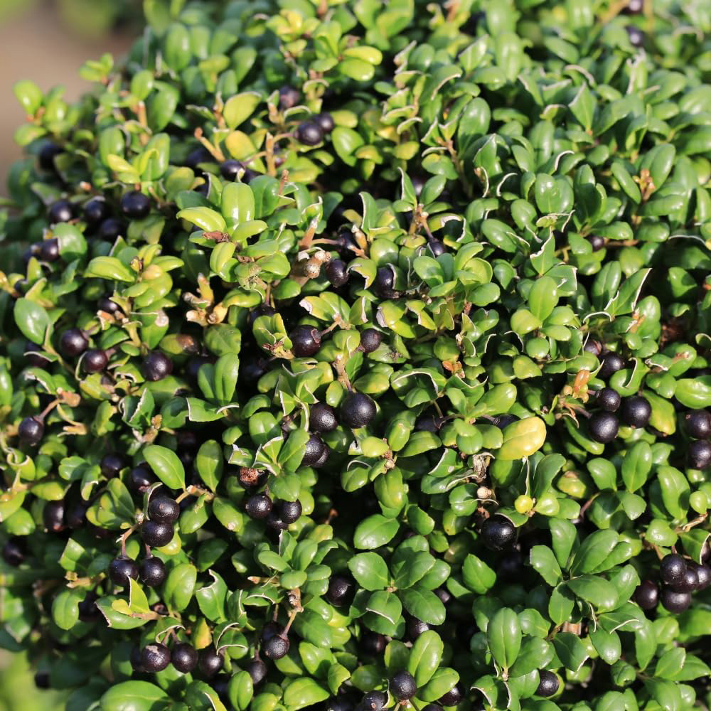 Thompson and Morgan Ilex crenata Dark Green Plant Pot 2L Image 1