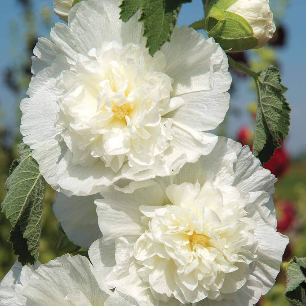 Thompson & Morgan Hollyhock Chaters Double Icicle Seeds Image 1