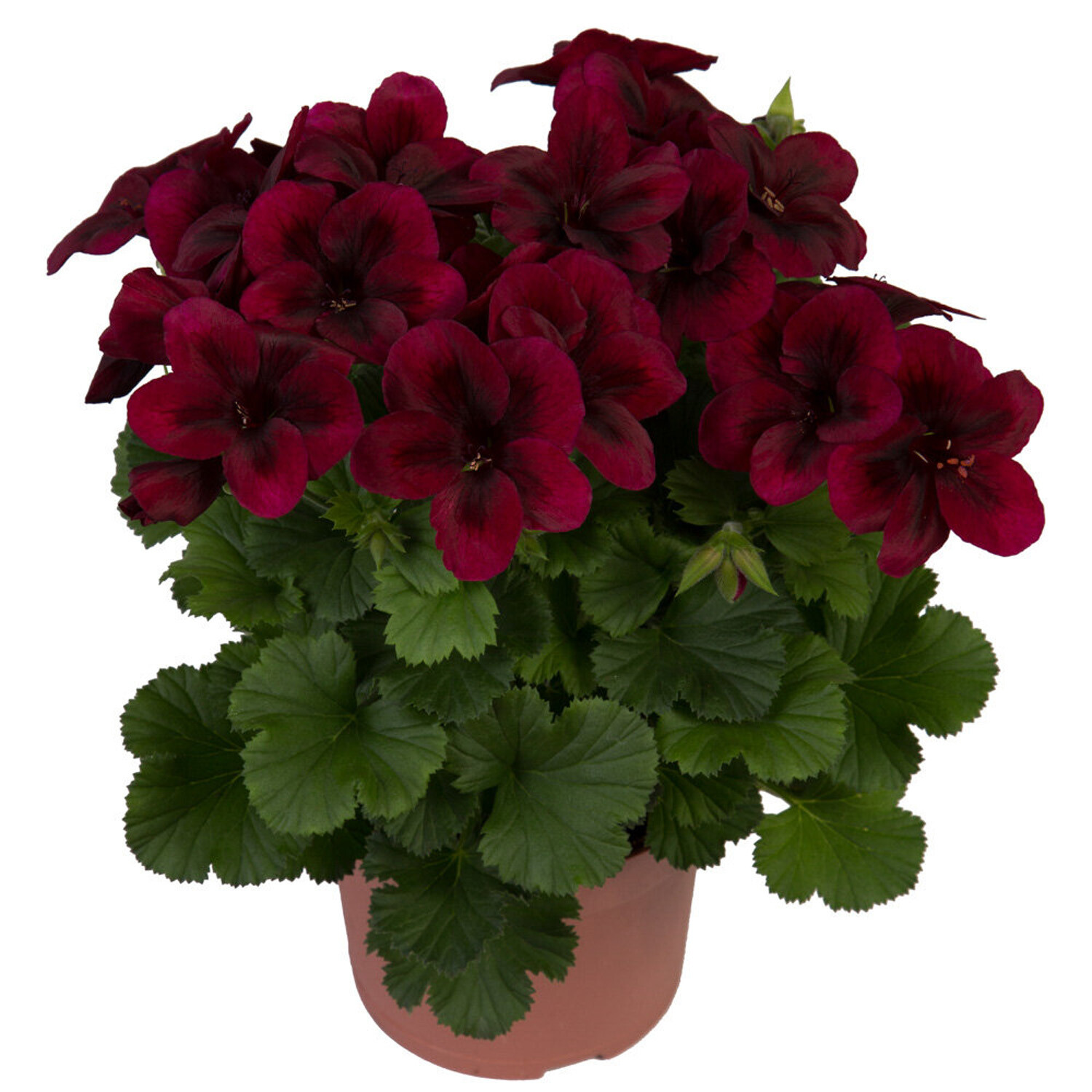 Chocolate Pelargonium Zonal Pot - Chocolate Image