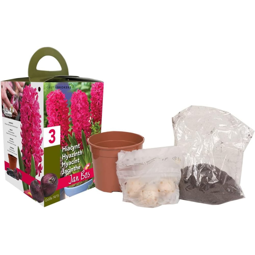 GreenBrokers Jan Bos Pink Hyacinth Planting Bulb Gift Box 3 Pack Image 1