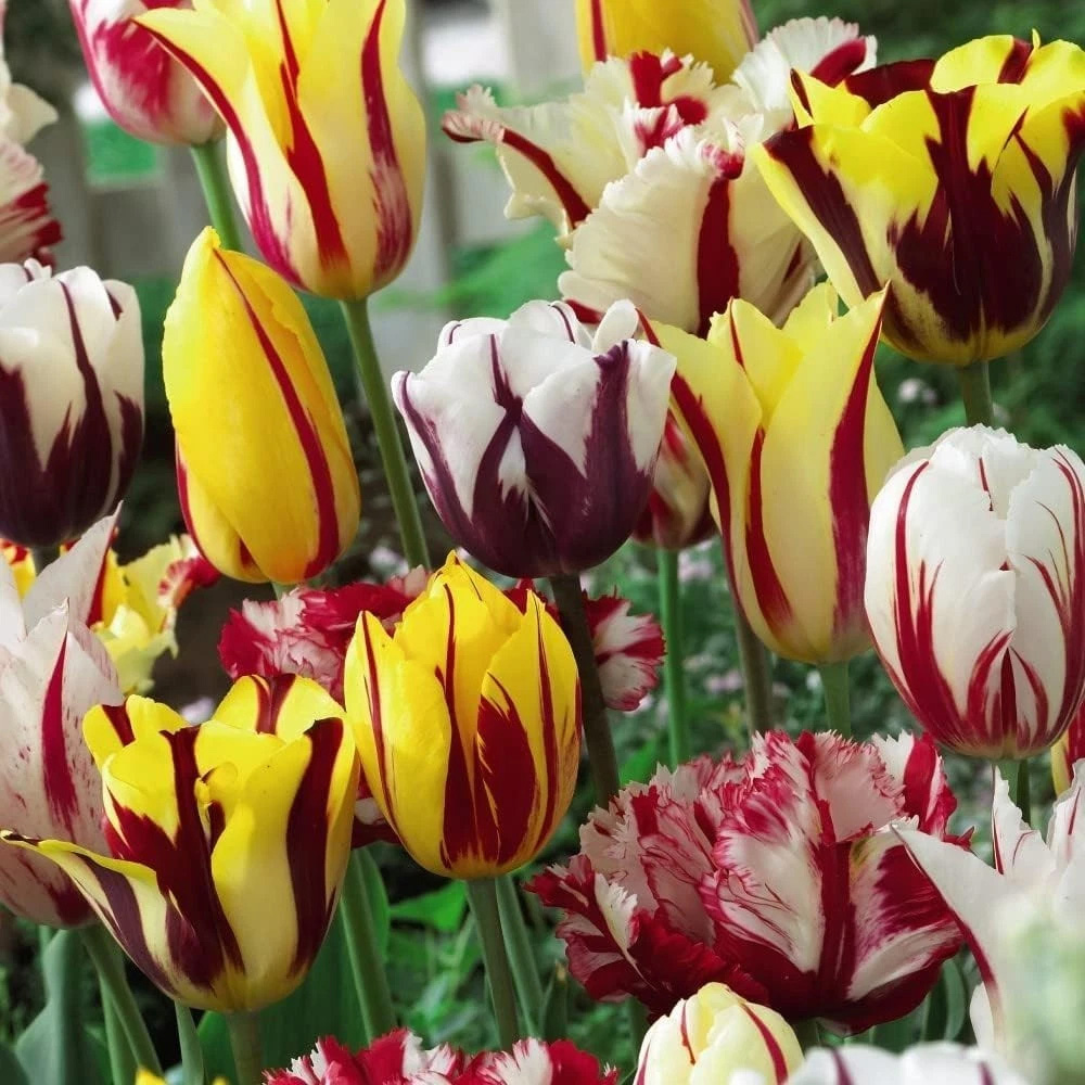 Thompson and Morgan Tulip Rembrandt Mixed Planting Bulb 8 Pack Image 1