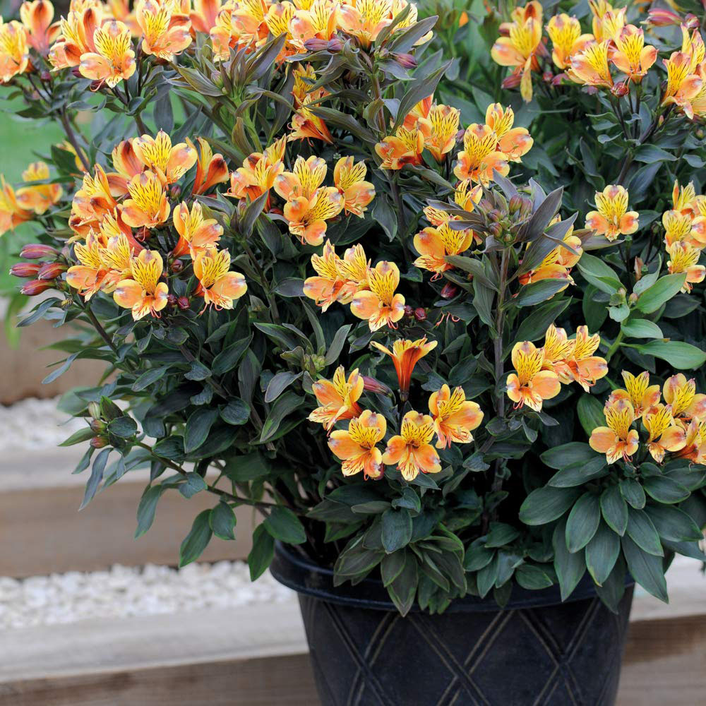 Thompson and Morgan Alstroemeria Hardy Summer Breeze Plug Plant 3 Pack Image 2