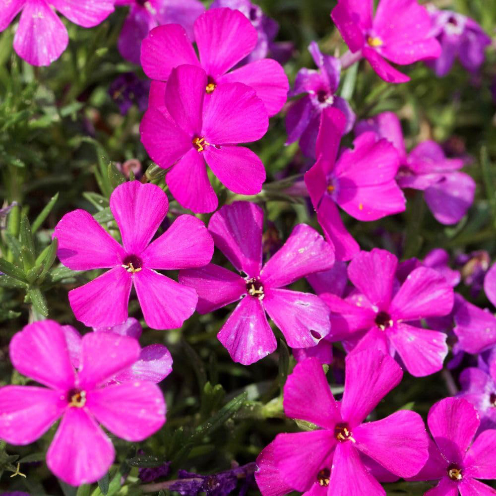 Thompson and Morgan Phlox Douglasii Red Admiral Plant Pot 9cm 2 Pack Image 1