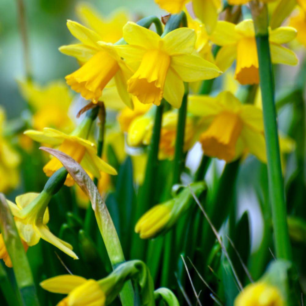 Thompson and Morgan Christmas Gift Narcissus Tete A Tete Plant in Bowl 17cm Image 2