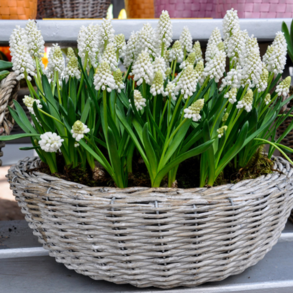 wilko White Muscari Planting Bulb 30 Pack Image 2