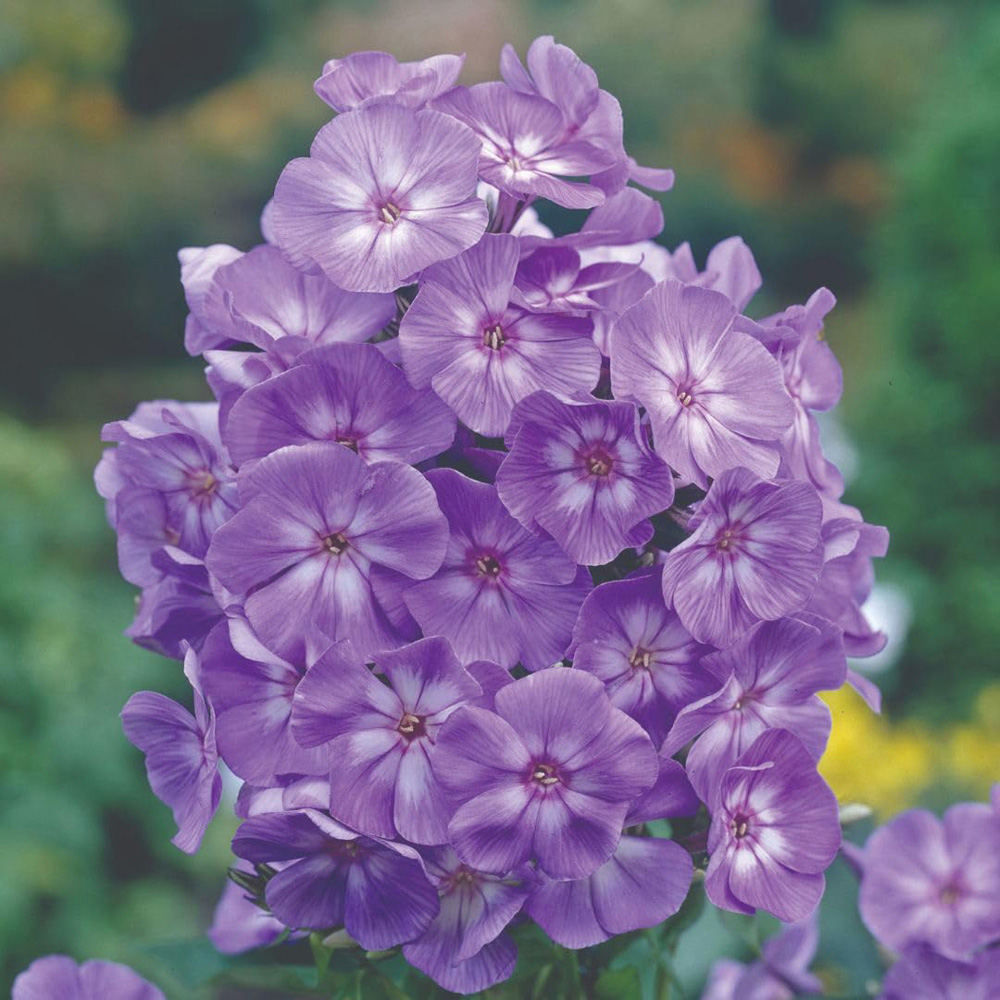Thompson and Morgan Phlox Paniculata Laura Plant Pot 9cm 2 Pack Image 1