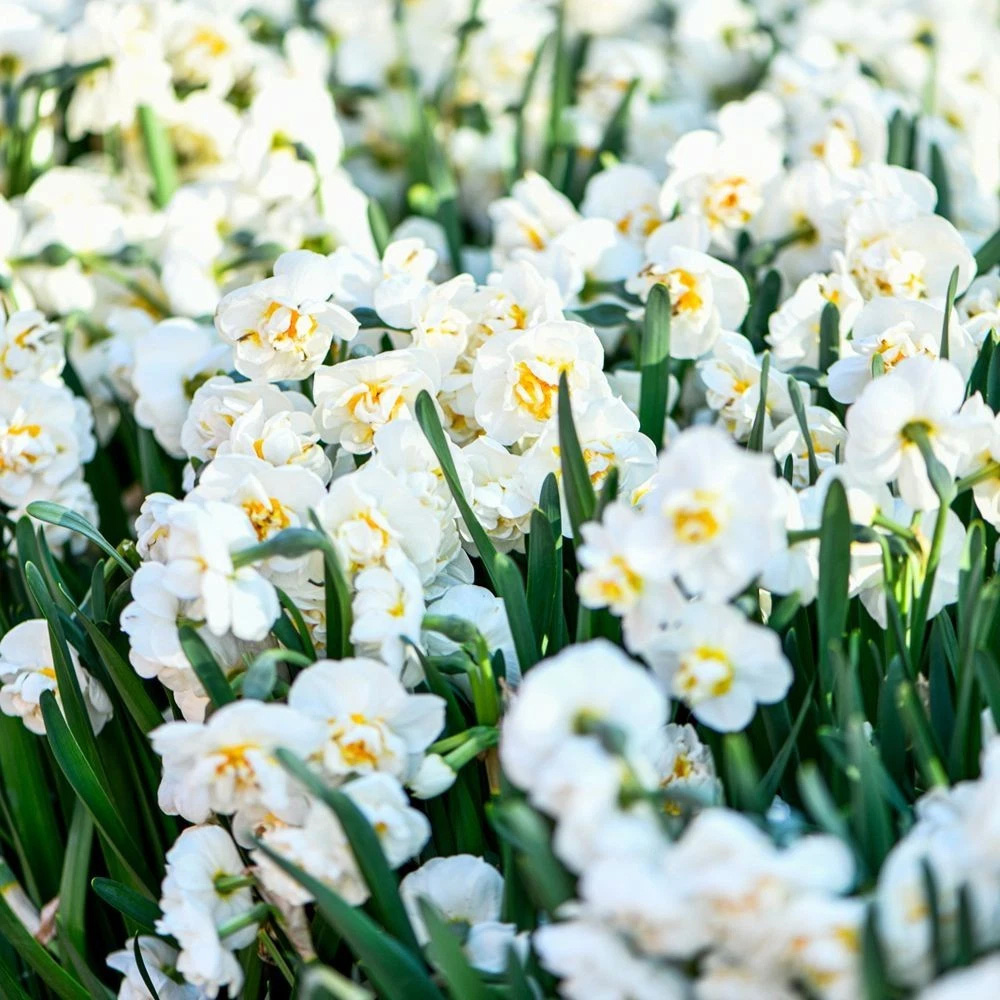 Thompson and Morgan Daffodil Bridal Crown Creamy White and Yellow Planting Bulb 32 Pack Image 5