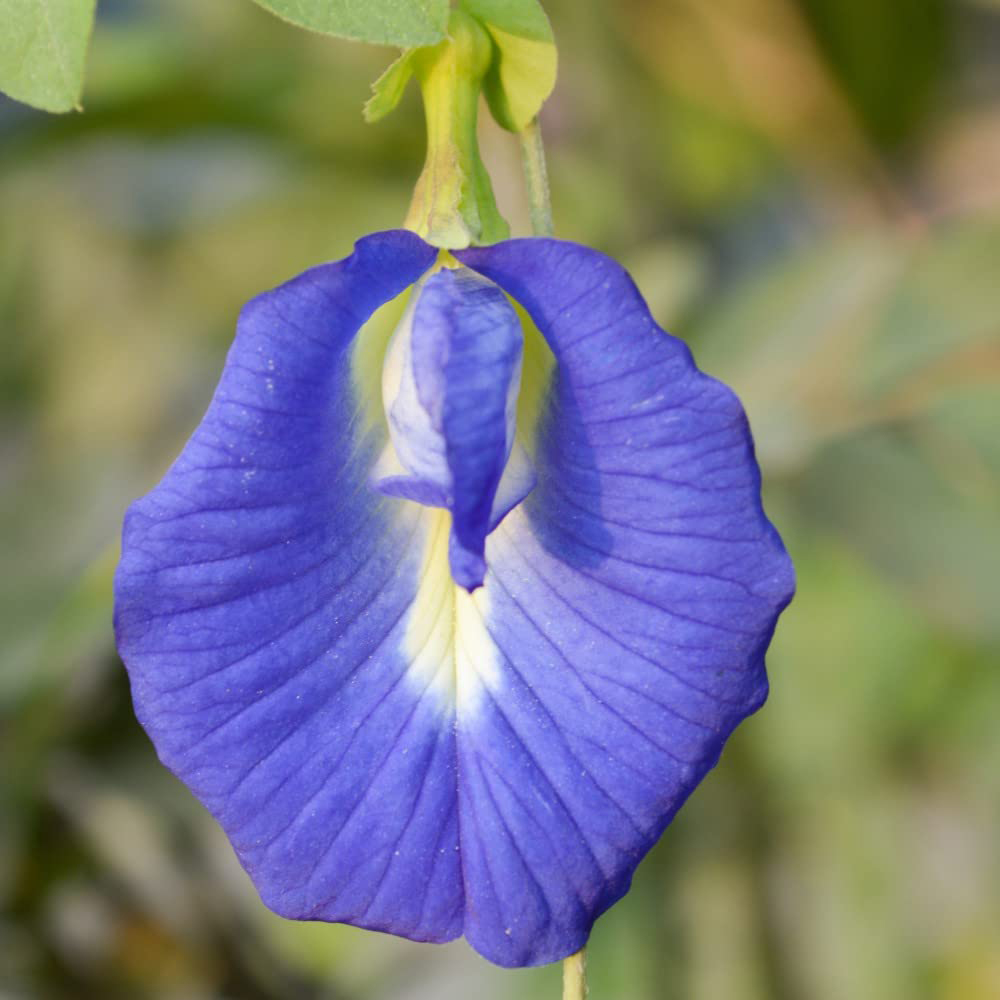 Thompson & Morgan Butterfly Pea Seeds Image