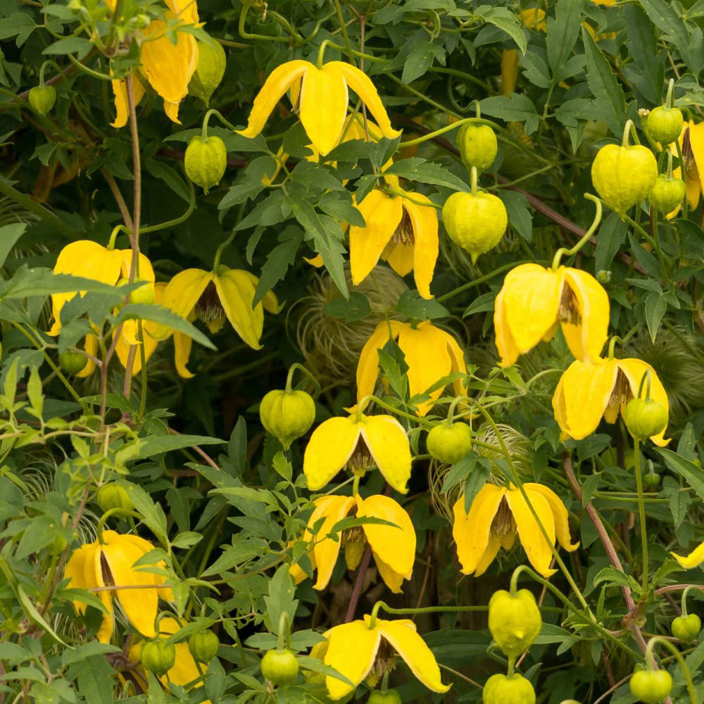 Thompson and Morgan Clematis Tangutica Plant Pot 1.7L Image 1