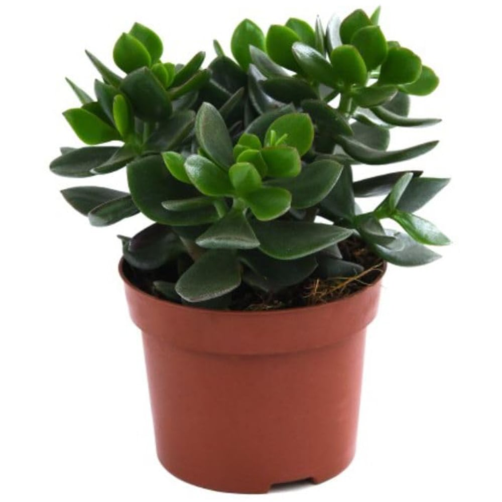 Thompson and Morgan Crassula Hulk Potted Plant 12cm 3 Pack Image 2