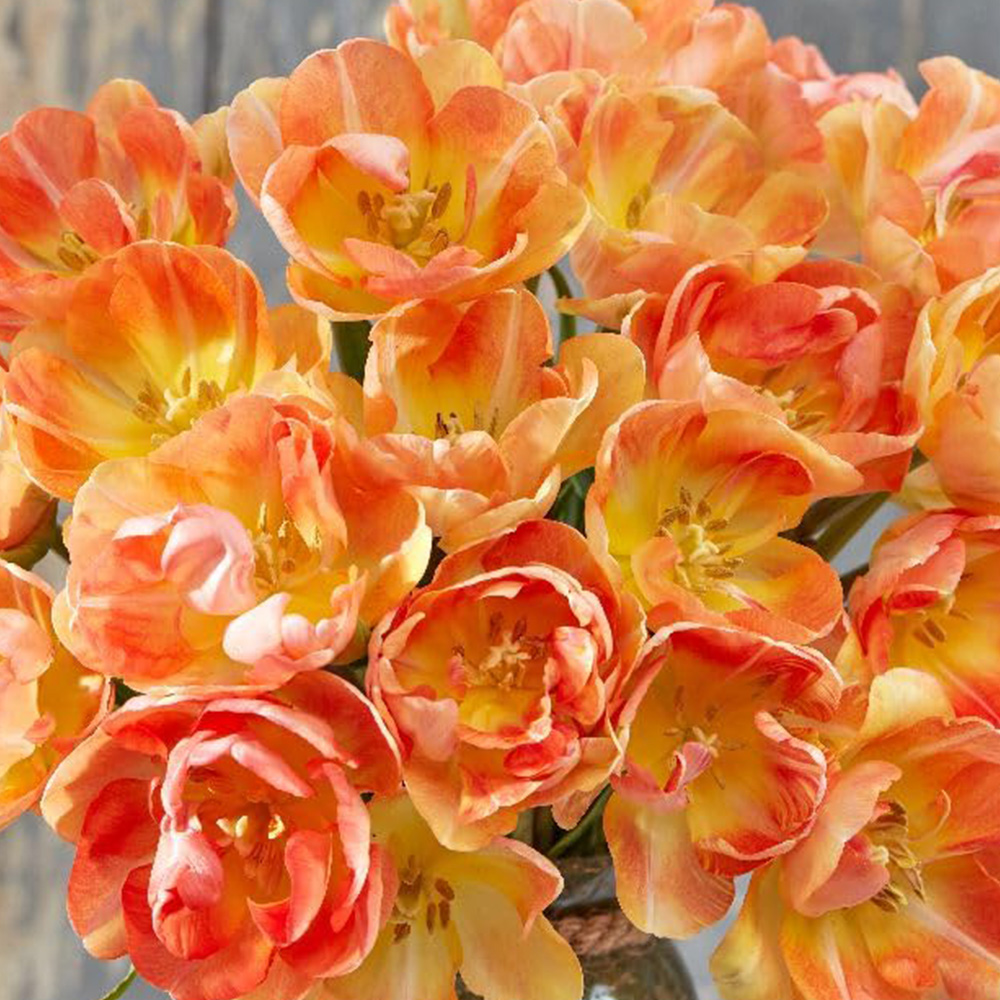 Thompson and Morgan Tulip Charming Beauty Spring Planting Bulb 8 Pack Image 1