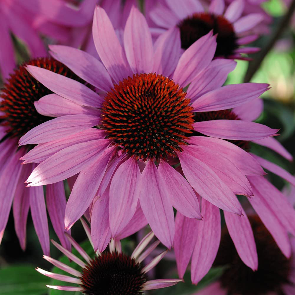 Thompson and Morgan Echinacea Cone Flower Nectar Pink Plant Plug 48 Pack Image 1