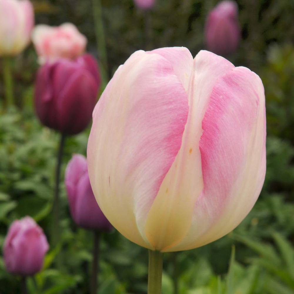 Thompson and Morgan Tulip Super Scented Collection Planting Bulb 64 Pack Image 2
