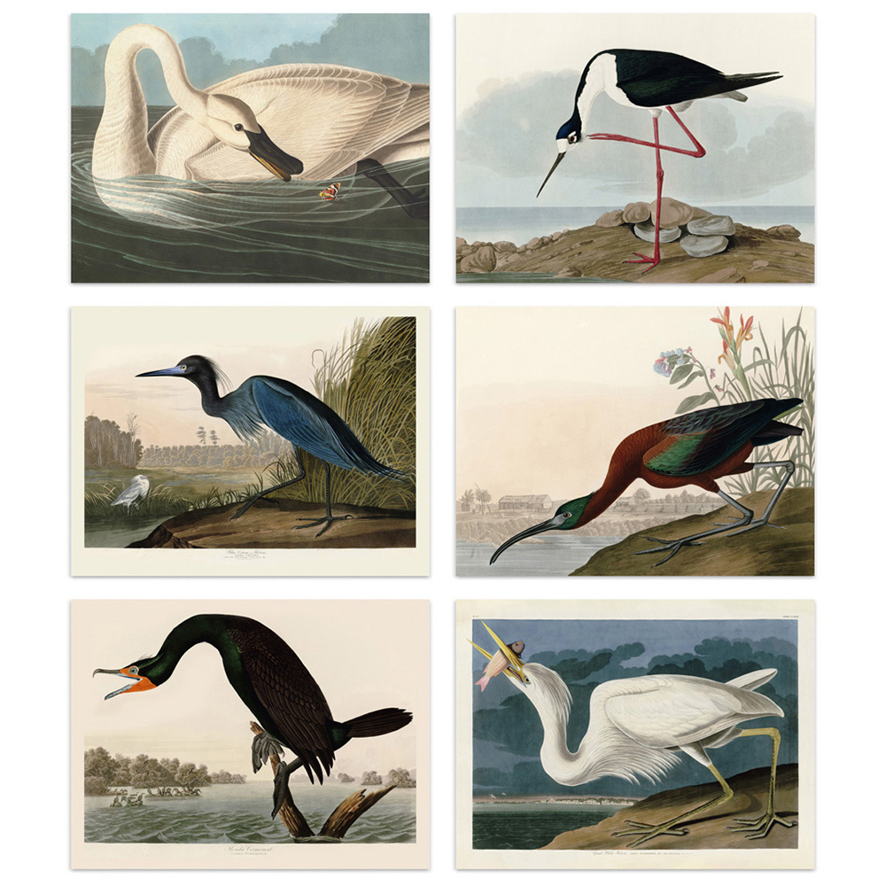 Artery8 Vintage Audubon Heron Ibis Cormorant Wall Art Print 30 x 41cm 6 Pack Image 1