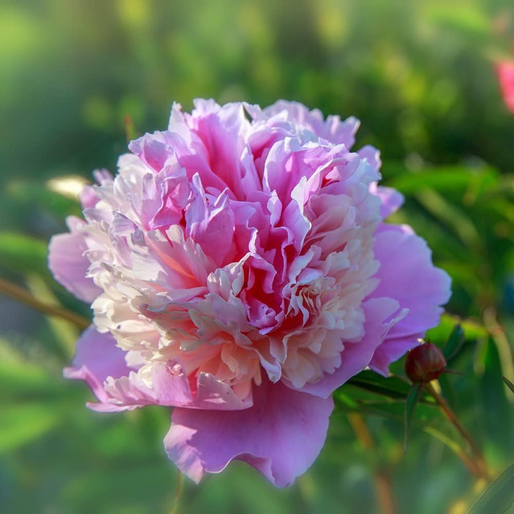 Thompson and Morgan Peony Sorbet Bare Root 2 Pack Image 1