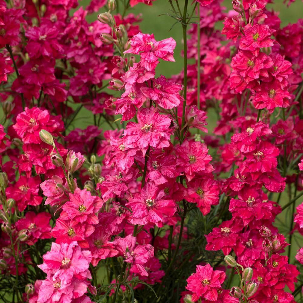 Thompson & Morgan Larkspur King Scarlet Seeds Image 3