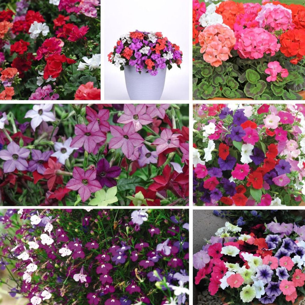 Thompson and Morgan Bumper Collection Garden Ready Plant 180 Image 1