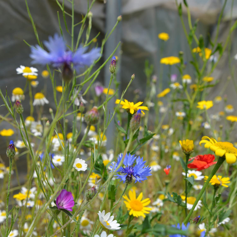 Thompson and Morgan Native British Wildflower Mix Patio Pots Seeds Image 2