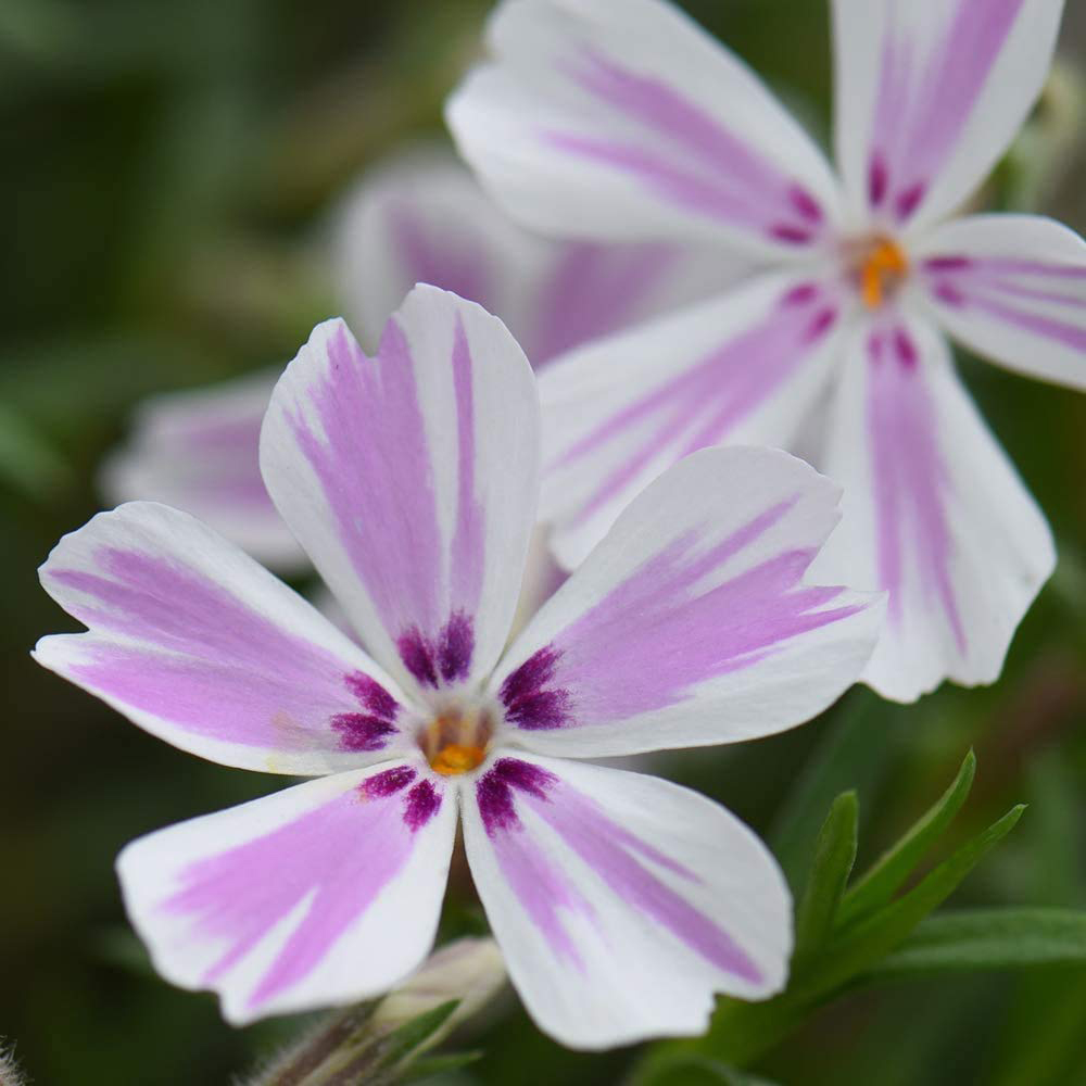 Thompson and Morgan Creeping Phlox Collection 2023 Ground Cover Perennial 5 Postiplugs Image 2