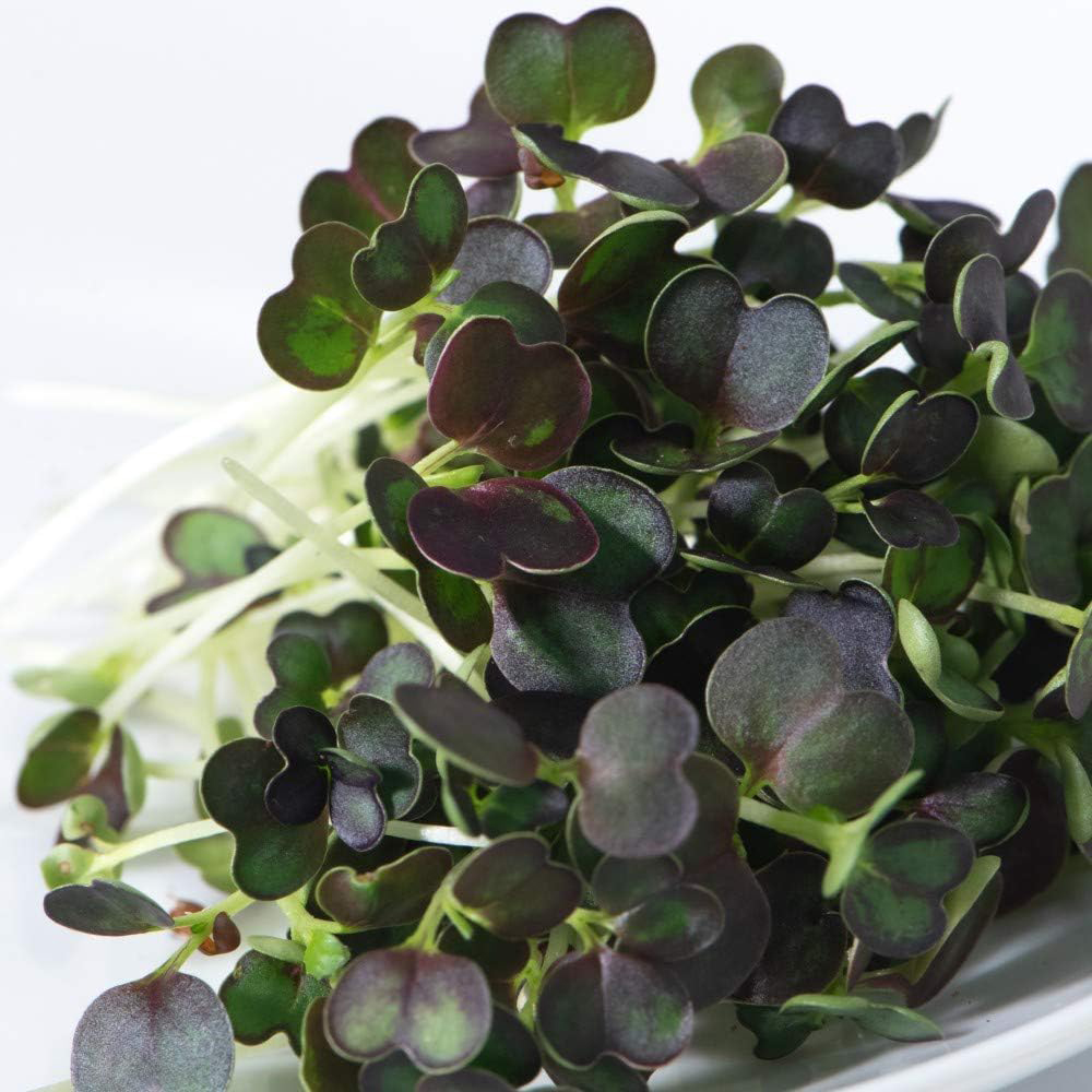 Thompson & Morgan Microgreens Mustard Red Carpet 250 Seeds Packet Image