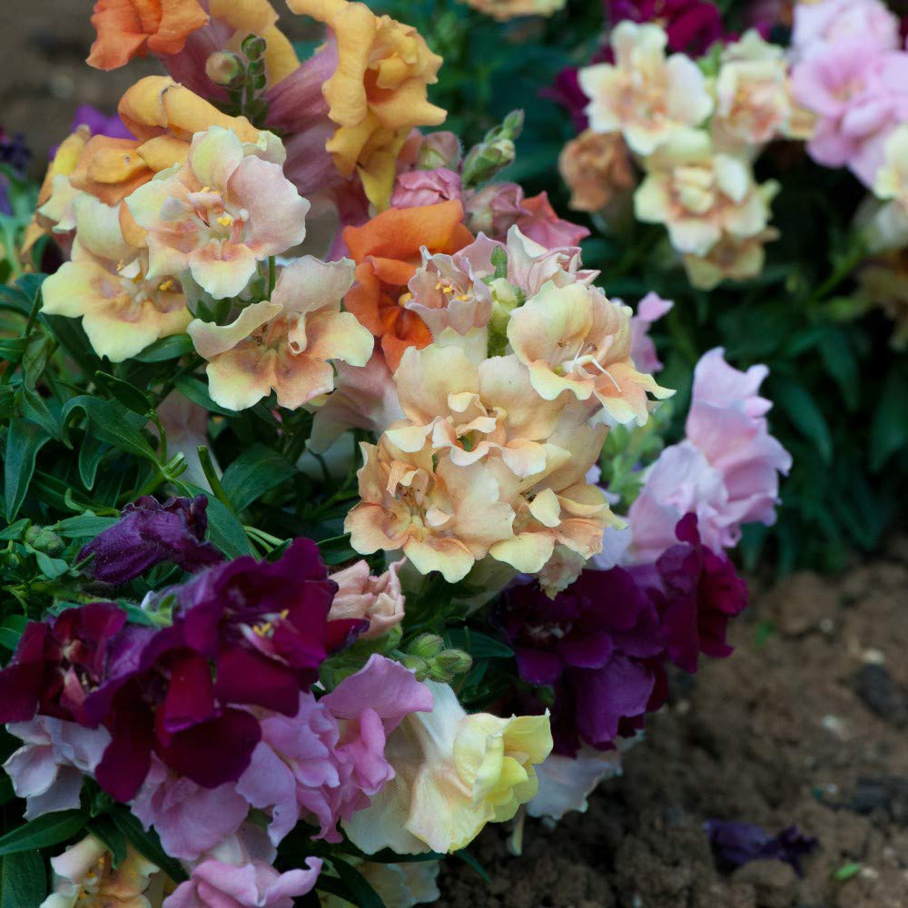 Thompson and Morgan Antirrhinum Mini Butterflies Garden Ready Plant 15 Pack Image 3