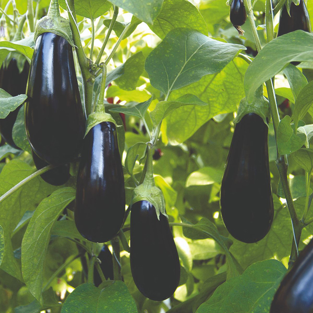 Thompson and Morgan Aubergine Scorpio Grafted Potted Plant 9cm Image 1