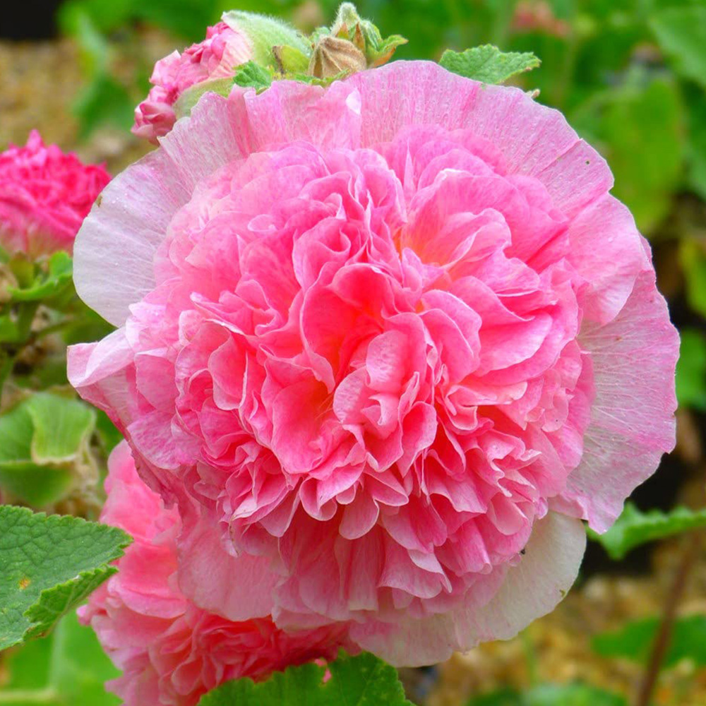 Thompson and Morgan Hollyhock Chaters Double Garden Ready Plant 30 Pack Image 3