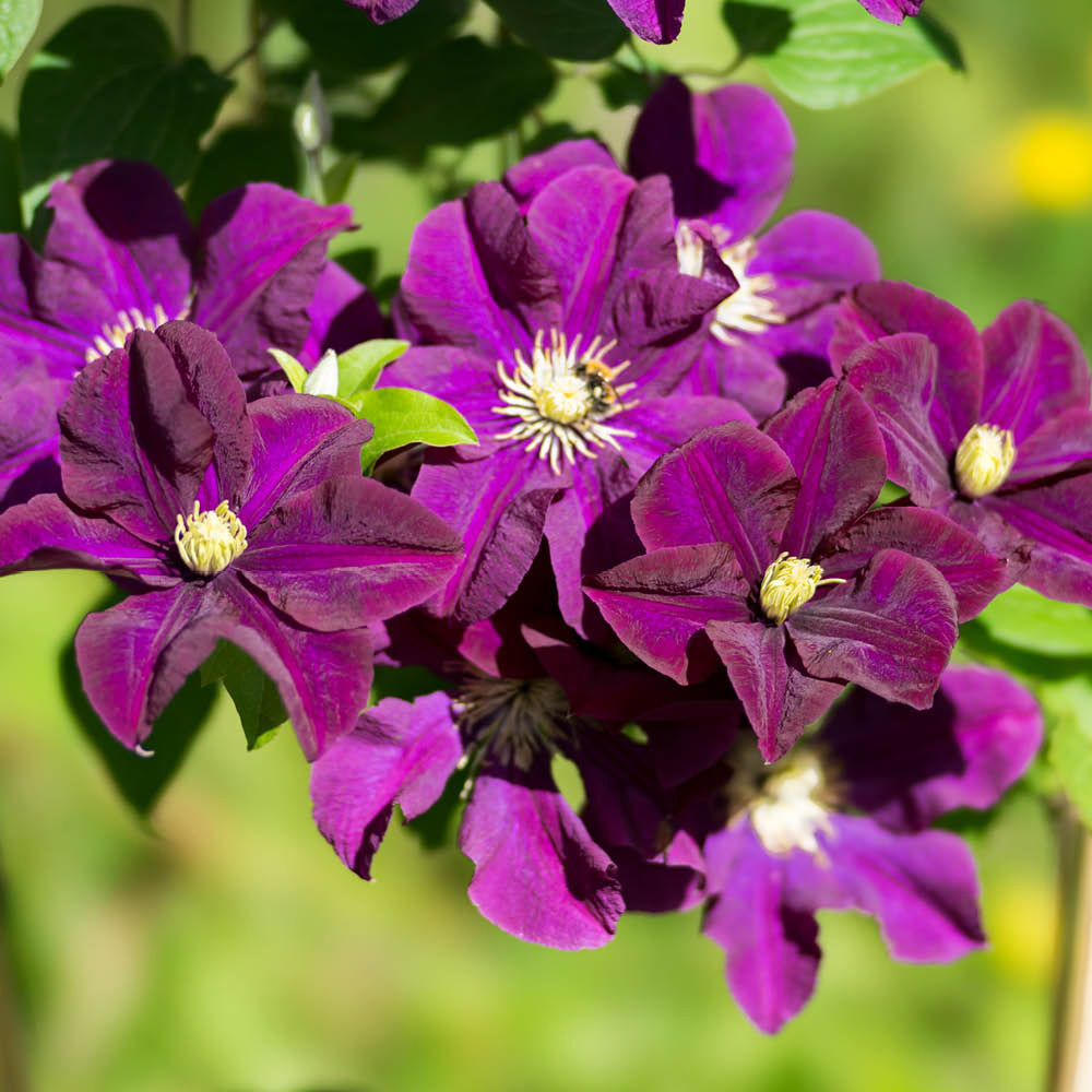 YouGarden Clematis Warszawska Nike Plant Pot 9cm 3 Pack Image 1