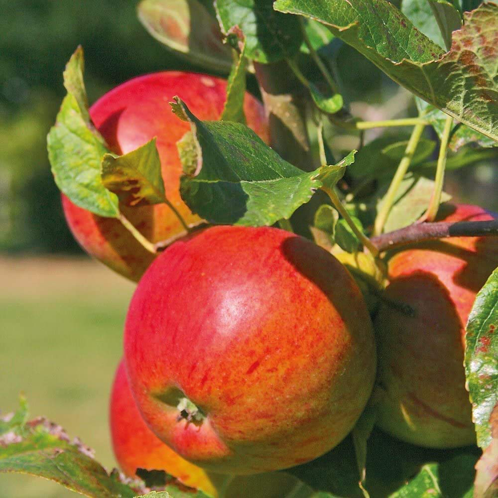 Thompson and Morgan Apple Malus Braeburn Patio Standard M9 Plant Pot 5L 2 Pack Image 1