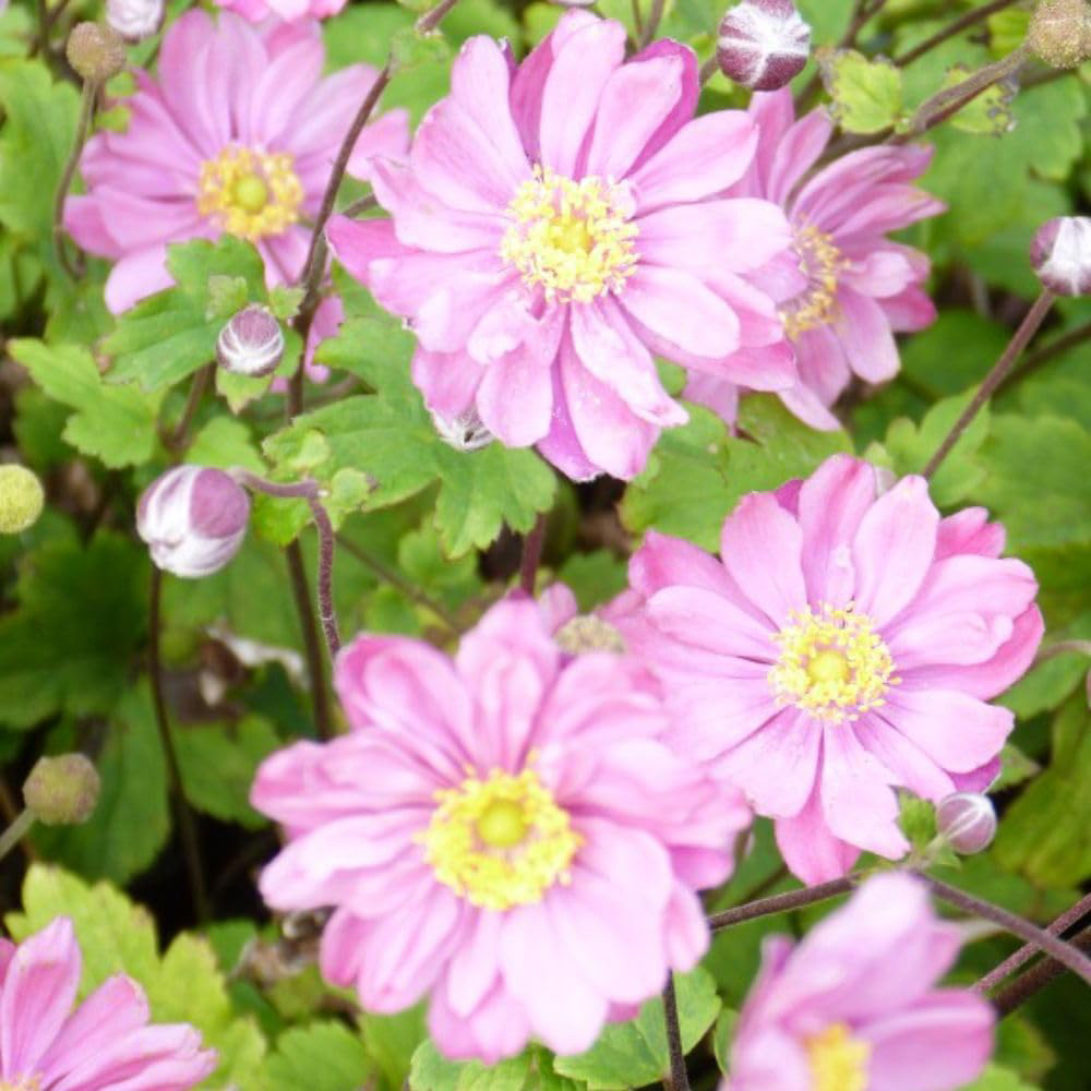 Thompson and Morgan Anemone Hybrida Pamina Plant Pot 3L Image