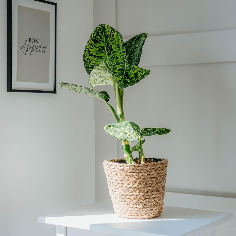 Thompson and Morgan Dieffenbachia Maculata Reflector Plant Pot 17cm 2 Pack Image 5