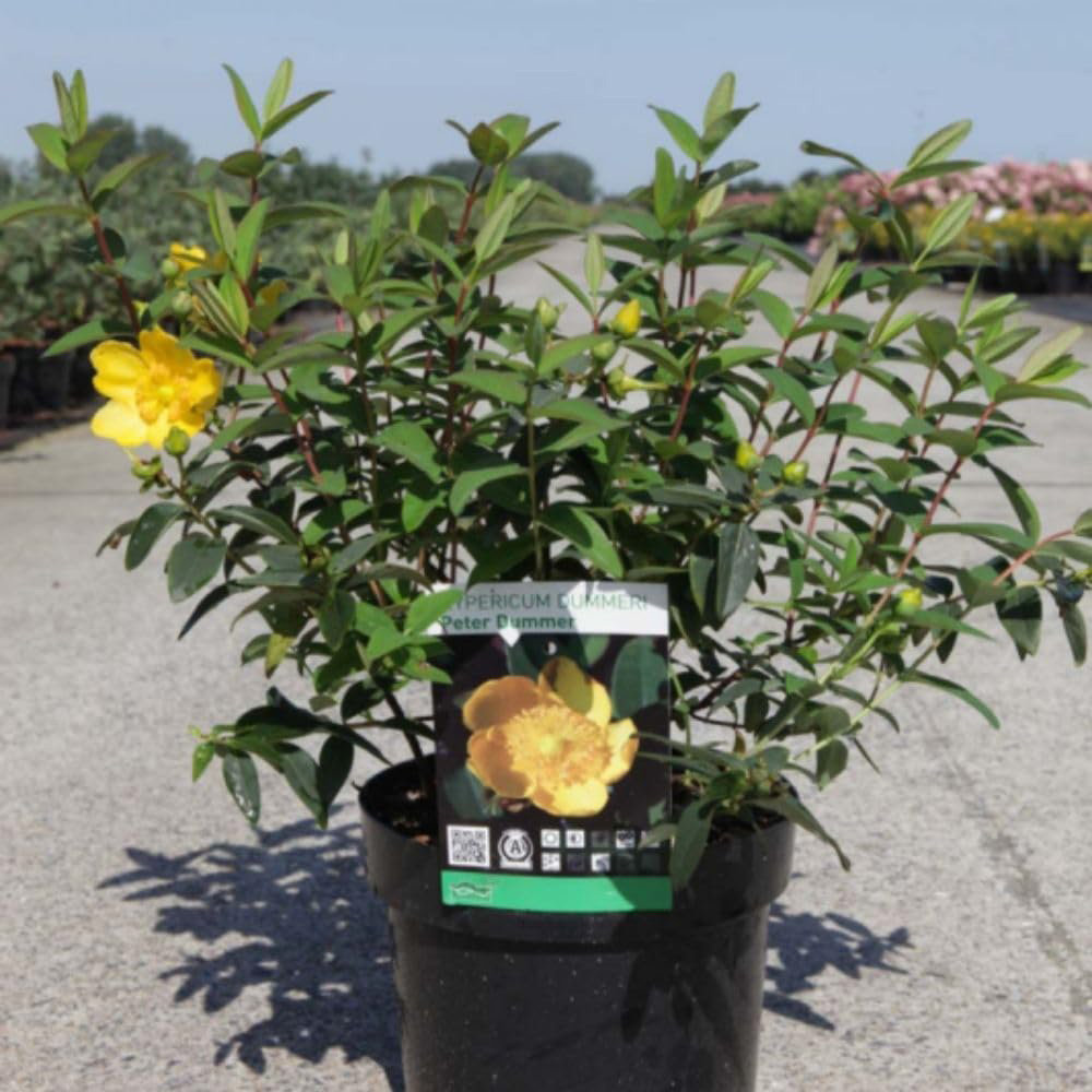 Thompson & Morgan Hypericum Dummeri Peter Dummer Plant Pot 1.5L 2 Pack Image 2