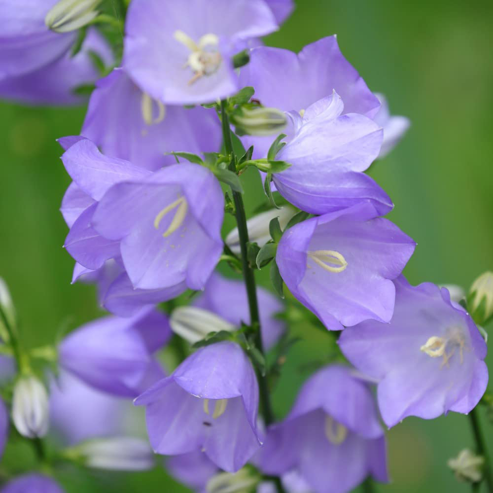 Thompson and Morgan Campanula Persicifolia Takion Blue Garden Ready Plant 15 Pack Image 1