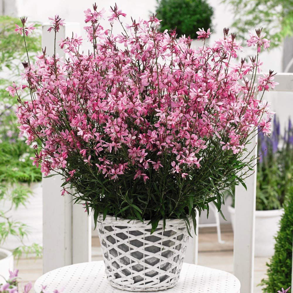 Thompson & Morgan Dark Pink Gaura Baby Butterfly Plant Pot 9cm 3 Pack Image 3