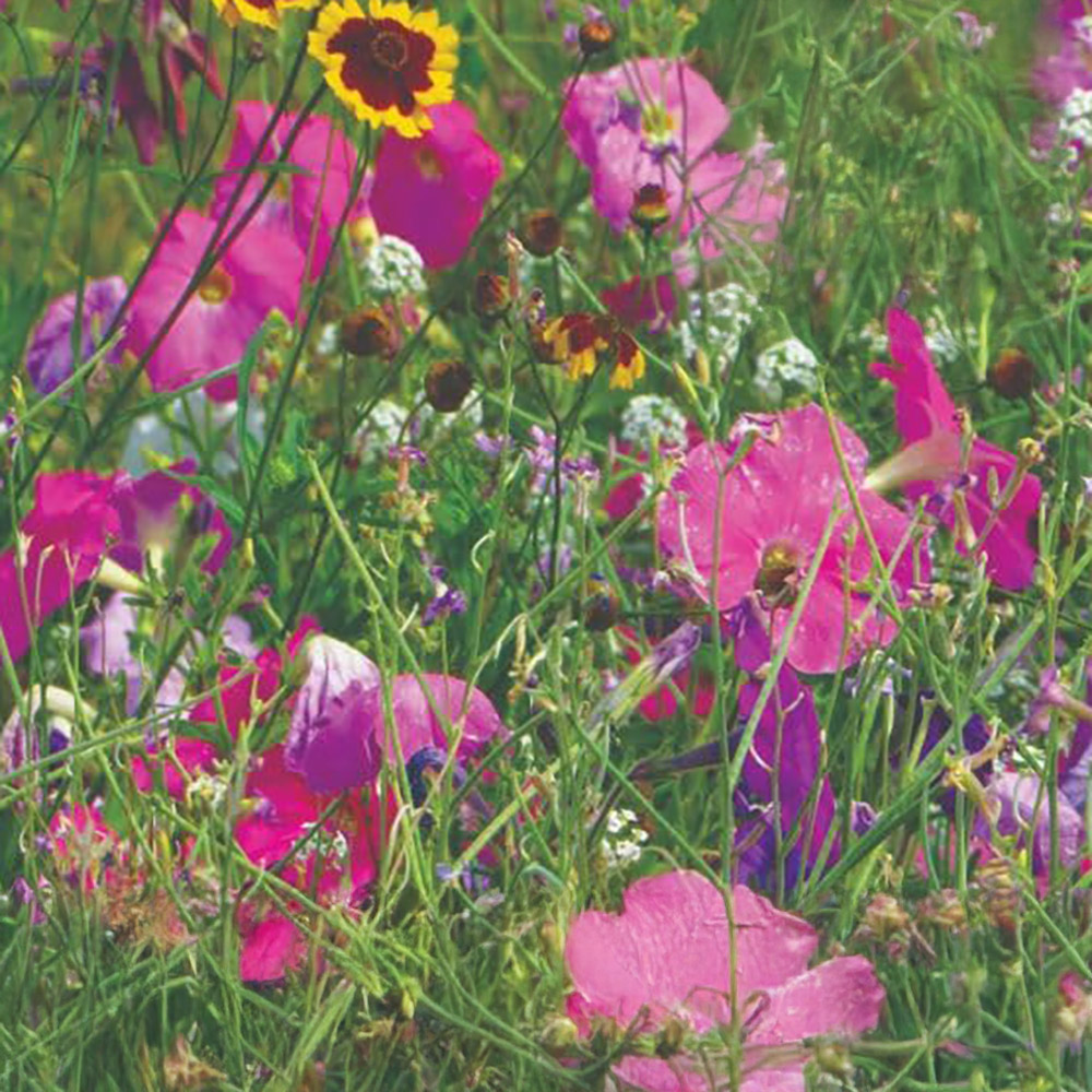 Thompson and Morgan Scatter Flower Garden Fragrant Mix 2 Pack Image 1