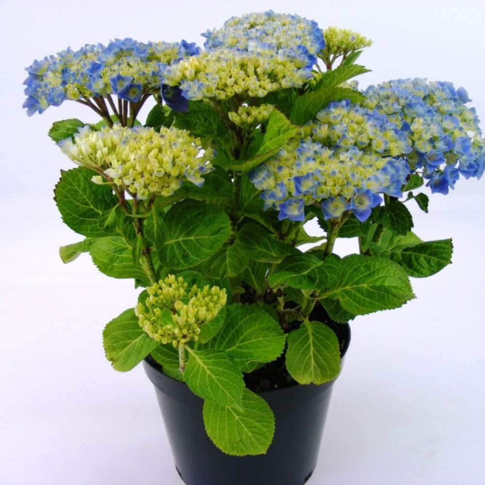 Thompson & Morgan Hydrangea Macrophylla Bodensee Plant Pot 3L Image 2
