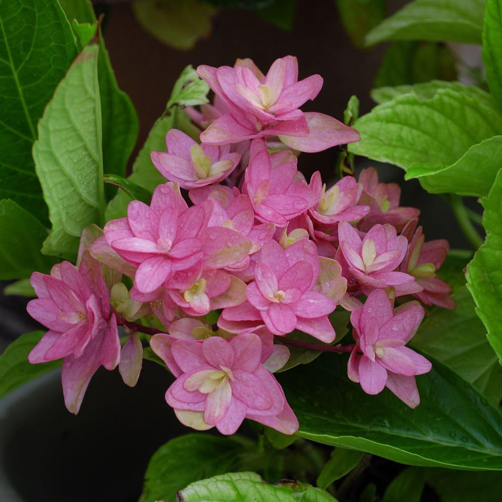 Thompson & Morgan Hydrangea Macrophylla Princess Diana Plant Pot 10L Image 3