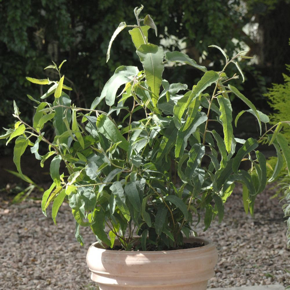 Thompson and Morgan Eucalyptus Citriodora Plant Pot 3L Image